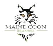 Maine Coon Haven